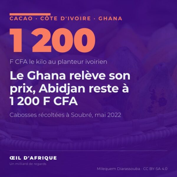 Un panier de cabosses de cacao récoltées à Soubré, dans l'ouest de la Côte d'Ivoire, où le prix du cacao est fixé à 1 200 F CFA le kilo