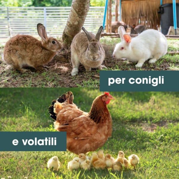 Raffreddor plus liquido 100 ml