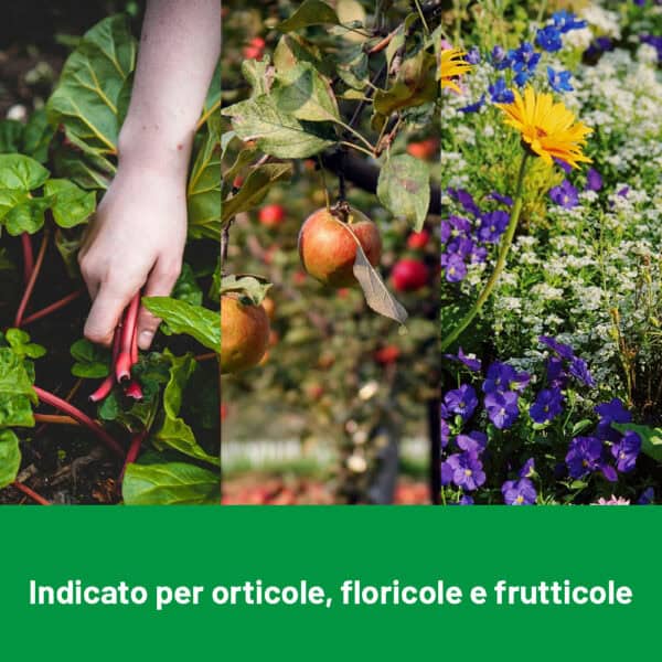 ZOLFO 80 MICRONIZZATO IN POLVERE 1 Kg BAGNABILE - Foto 10