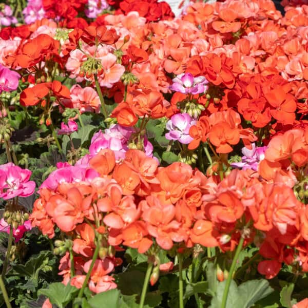 Concime gerani e piante fiorite granulare