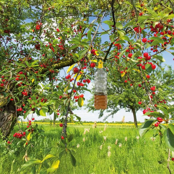 Insect trap esempio Insect trap bio - tappo