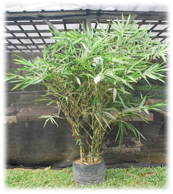 A lush bamboo plant growing in a black pot outdoors.