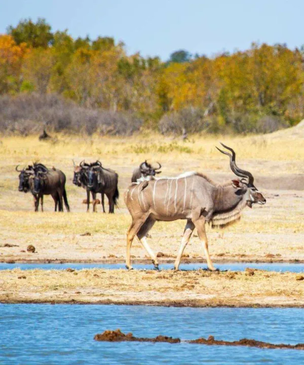 Hwange National Park Wildlife