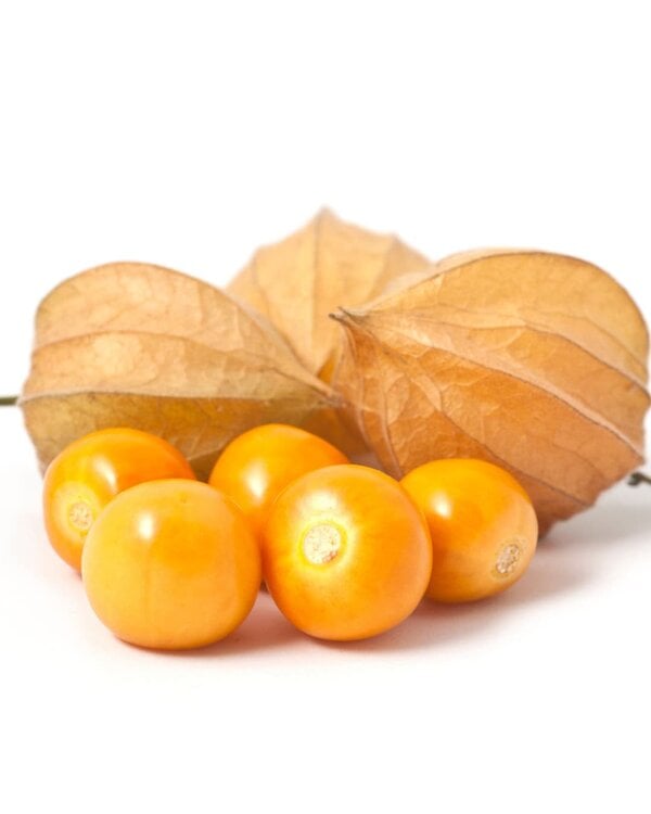Golden berries inside papery husks , a compact physalis variety ideal for pots and greenhouse growing.