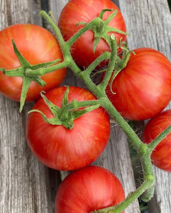 Red and orange striped fruits of tomato ‘Tigerella’, an early heritage variety known for reliable crops and fresh salad flavour.