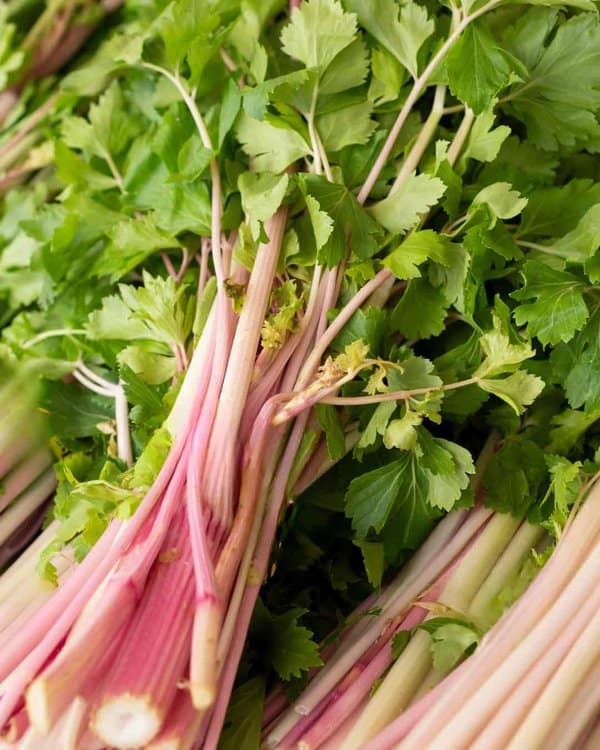 red stalks of celery ‘Red Soup’, a heritage red celery variety grown for strong flavour and ideal for soups and slow cooking.