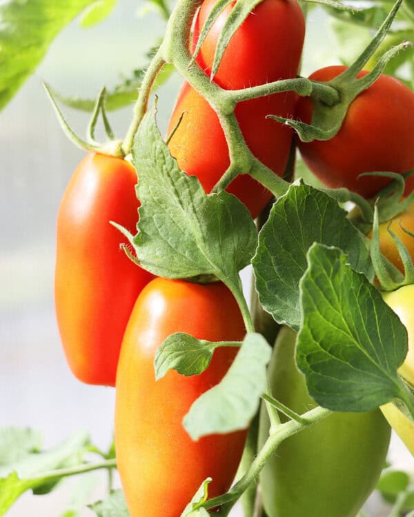 Elongated red fruits of tomato ‘San Marzano’, a traditional Italian plum tomato variety ideal for sauces, passata and slow roasting.