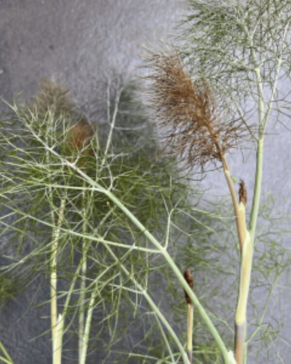 feathery bronze foliage of fennel (Foeniculum vulgare), an aromatic heritage herb grown for edible leaves and pollinator-friendly flowers