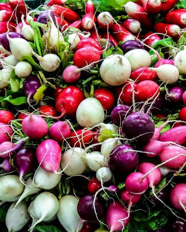 mix of colourful radishes in red, pink and white from ‘Rainbow Mixed’, a fast-growing heritage variety ideal for salads