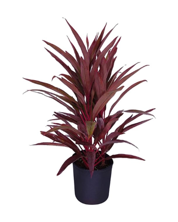 A vibrant red-leafed plant in a black pot.