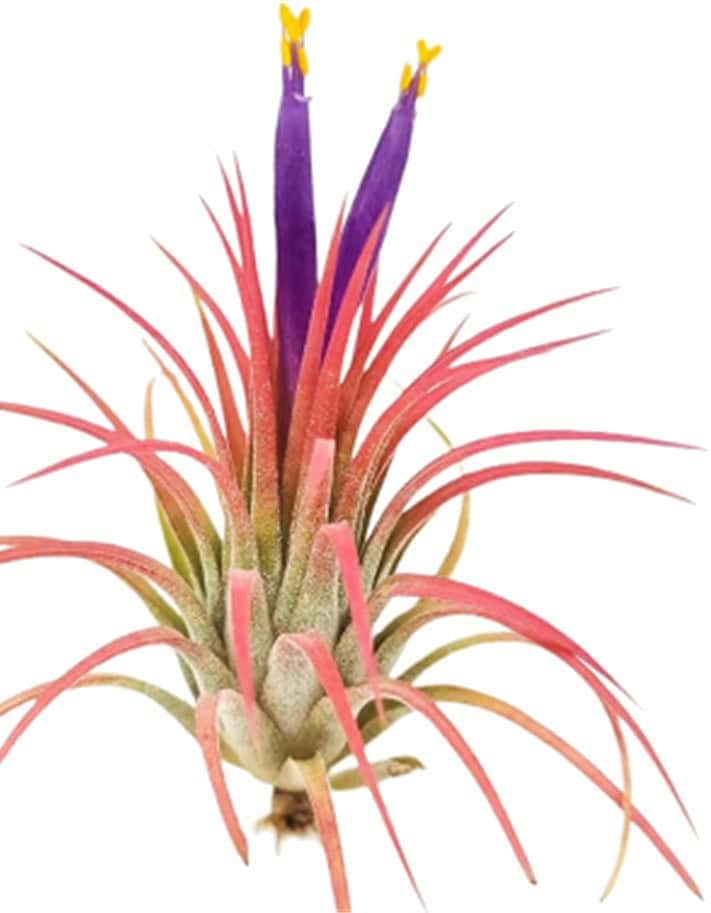 Close-up of a vibrant Tillandsia air plant with pink and purple hues.