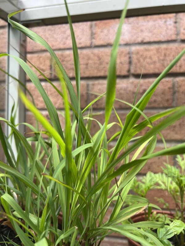 tall green stalks of lemongrass