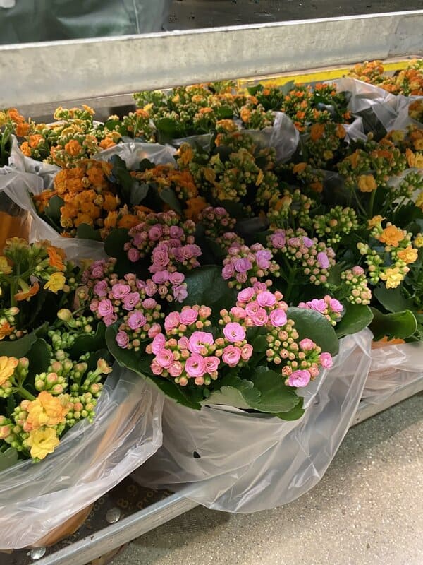 Colorful potted flowers arranged for sale.
