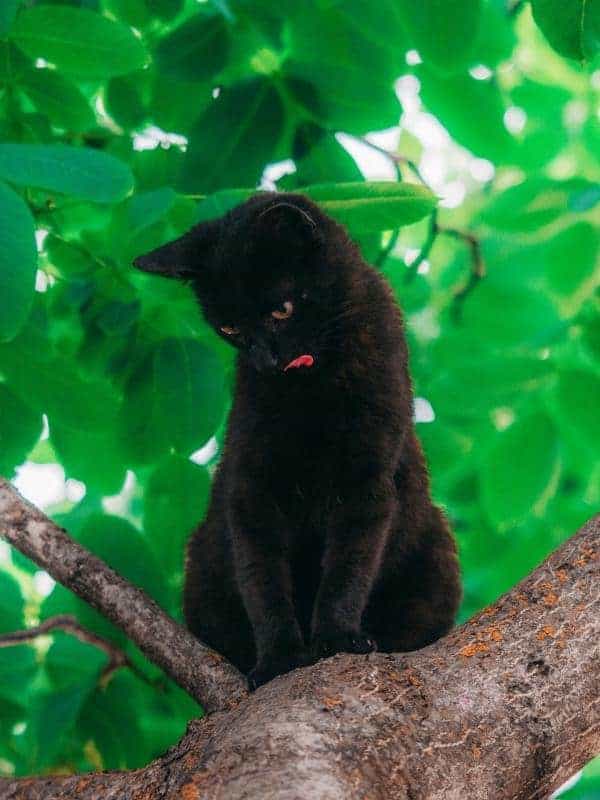 a Bombay Cat in a tree