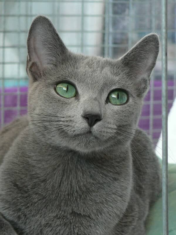 Royale hot sale cat breed