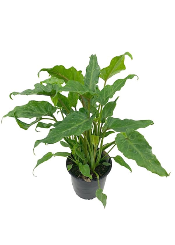 Philodendron Xanadu with long arrowhead leaves