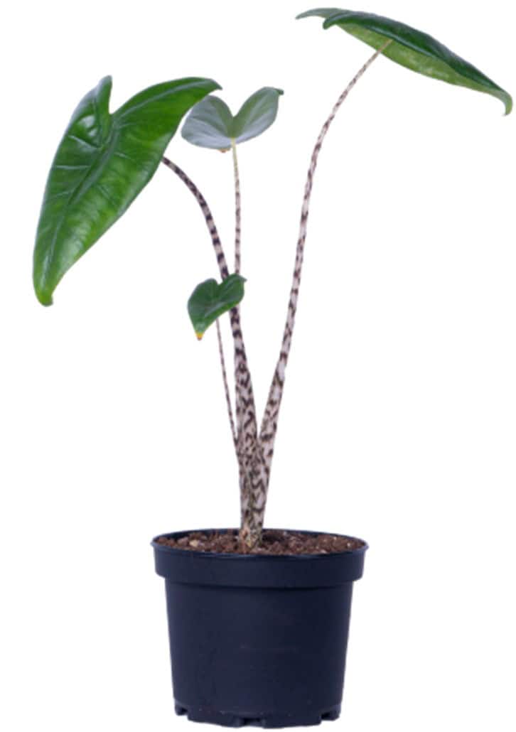 A potted plant with two tall, speckled stems and large green leaves.