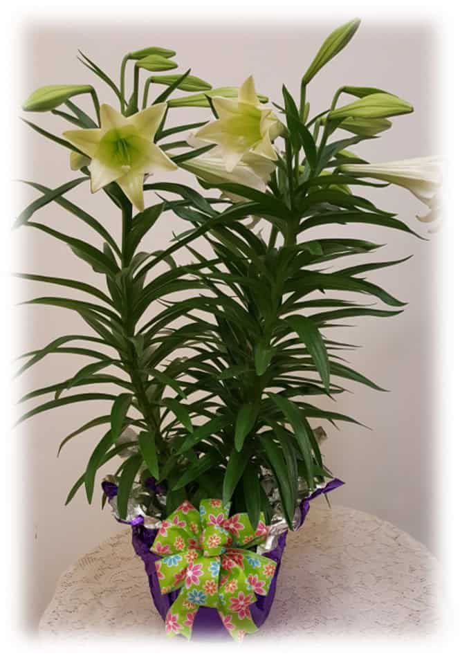 A bouquet of white lilies with green leaves in a purple vase.