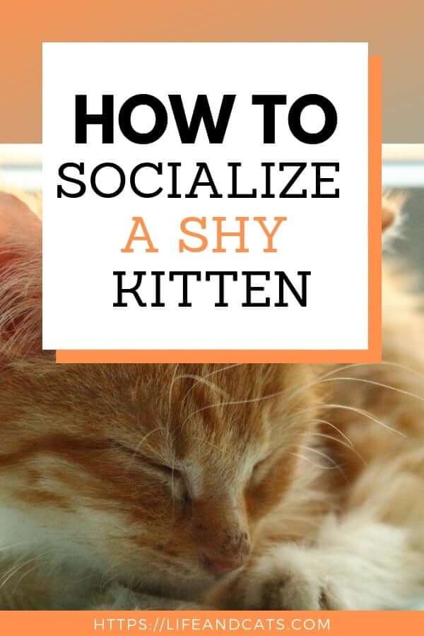 How to Help Socialize a Shy Kitten 5 How to Help Socialize a Shy Kitten 2