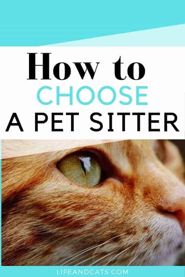 Can I Safely Leave My Cat Home Alone