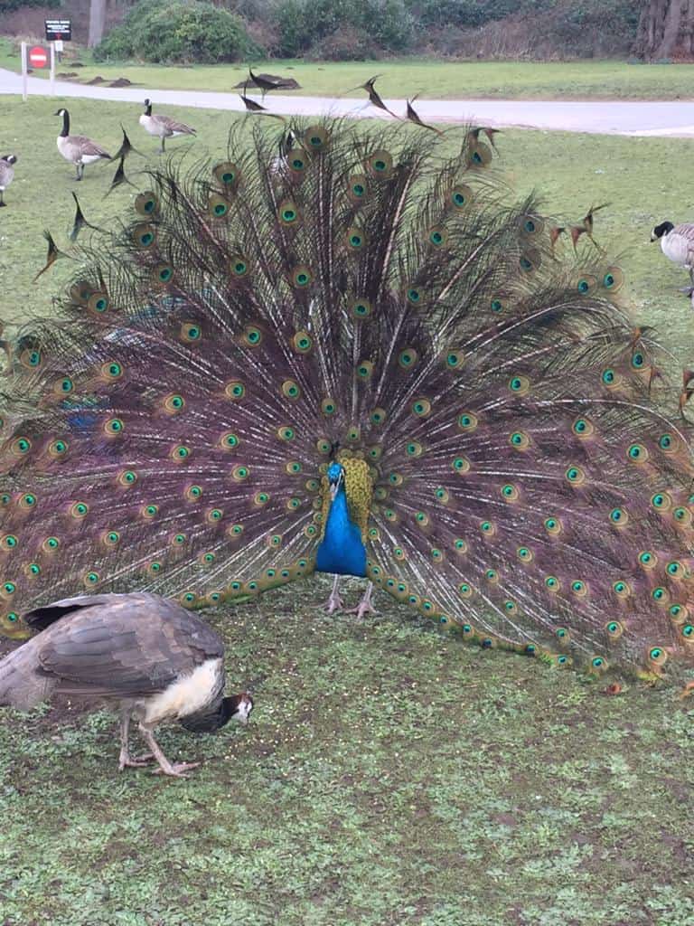 Peacock with all feathers open