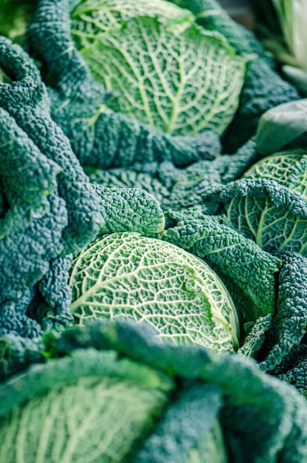 Crinkled, firm winter heads of Savoy cabbage ‘Vertus’, a hardy heritage variety ideal for cold-season harvests.