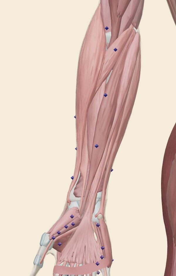 Anatomical render of the forearm and hand showing muscles and small diamond markers where points are located