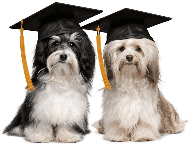 Start Your Small Dog Training-Before They Train You! 5 Training Your Puppy