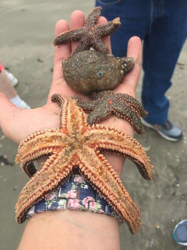 Close look at three starfish and a shell in a woman's hand. Best time to see dolphins in Charleston, SC