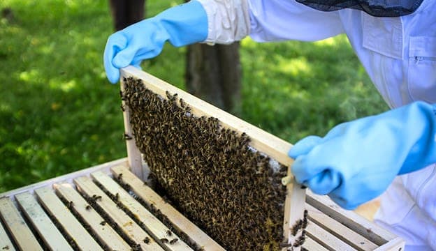 FileName: extermination-abeilles-ruche-urgence.jpg.