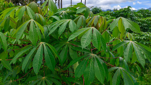 Gros plan de feuilles de manioc vert