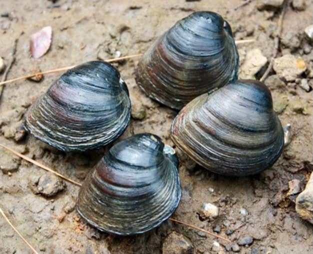 Freshwater mussels with dark banded shells resting on a sandy streambed — aquatic species requiring habitat assessment and endangered species surveys by EDGE E…Freshwater mussels with dark banded shells resting on a sandy streambed — aquatic species requiring habitat assessment and endangered species surveys by EDGE Engineering herpetologists and biologists for construction and development projects near waterways.