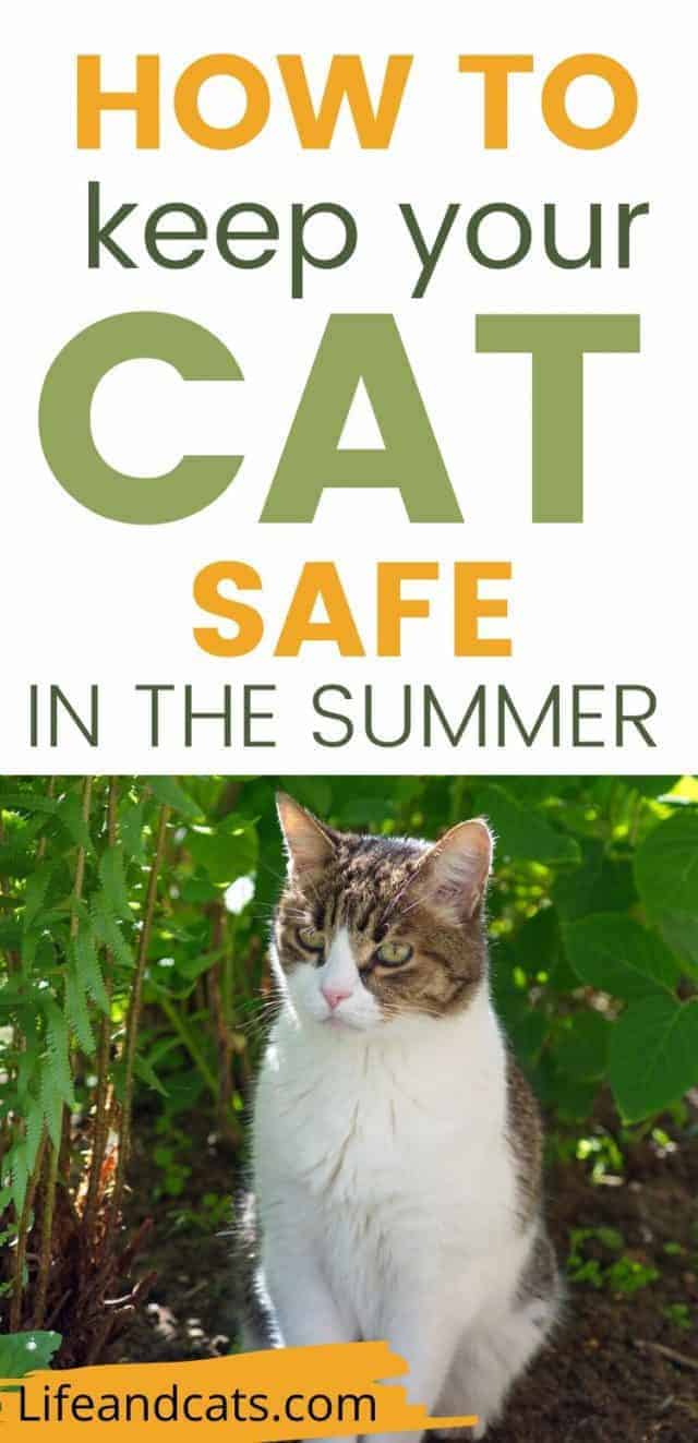 tabby and white cat in natural background on summer safety pin image