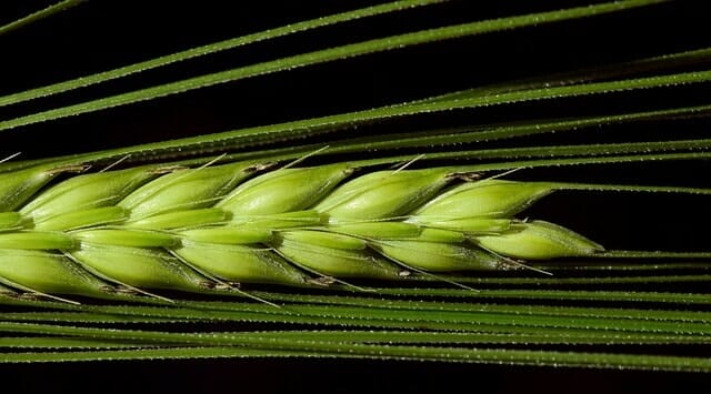 barley 2401213 640