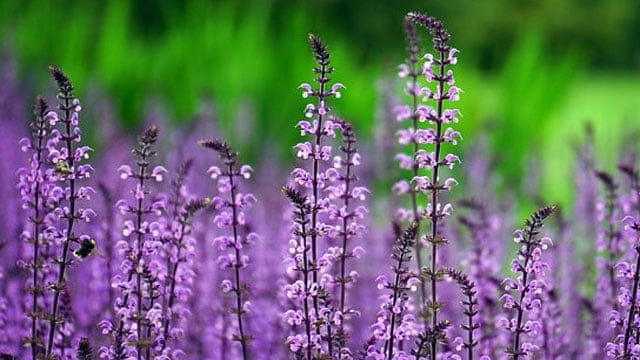 植物の新品種の保護に関する国際条約