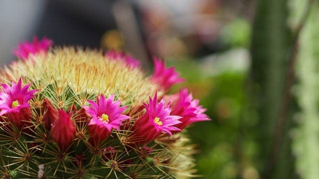 メキシコ産業財産庁 動画