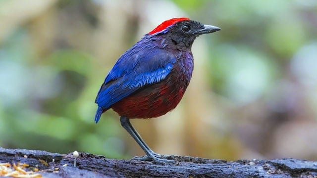 マレーシア知的財産公社 動画 Garnet Pitta