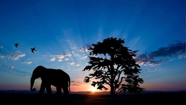 アフリカ知的財産機関 動画