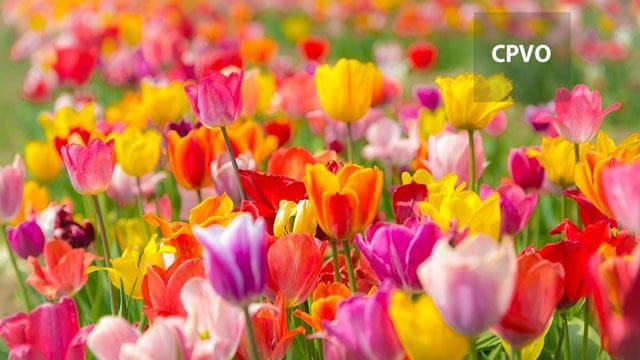 欧州植物品種庁 動画 CPVO　video