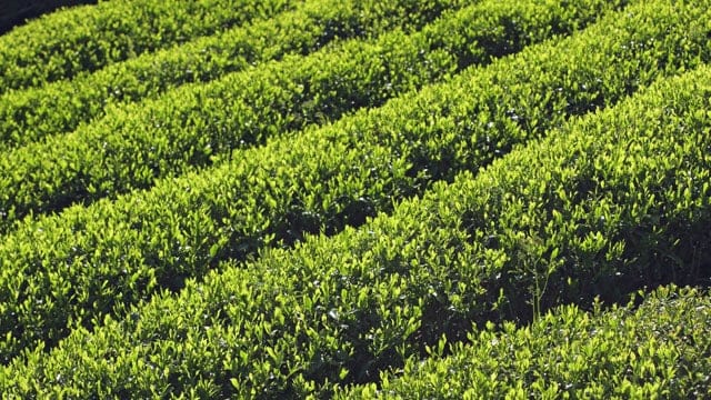 日本茶 ナショナルGI登録へ