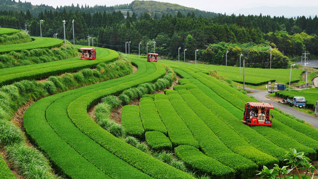 日本茶 地理的表示として登録