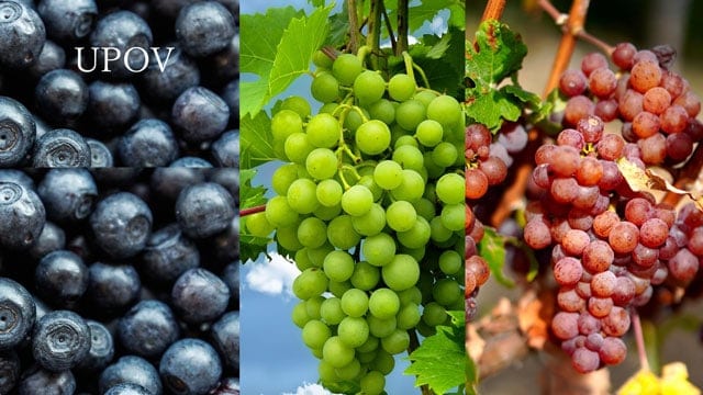 植物新品種保護国際同盟 動画