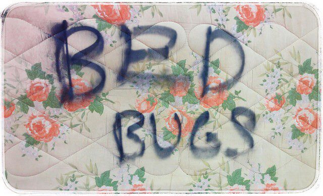 Bed Bugs