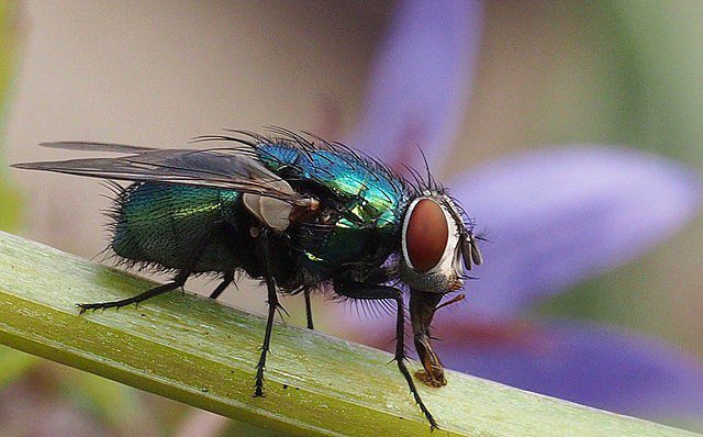 fly