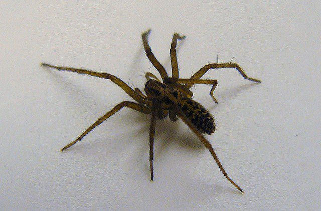 Spider in Bath