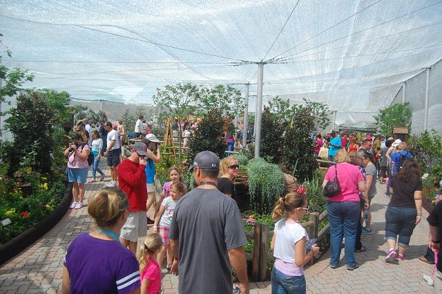 Guests visit the butterfly pavilion at Epcot International Flower and Garden Festival