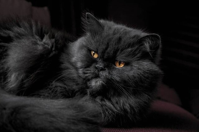 Black Persian cat on black background 