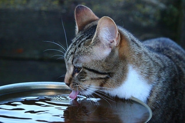 tabby cat drinking water to keep cool in the heat
