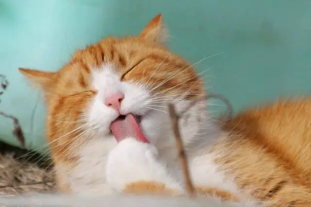 How to Groom a Feral Cat: Essential Tips for Safe Care