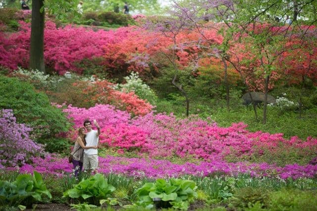 Couple taking selfie in the Azalea garden during Spring at the New York Botanical Garden